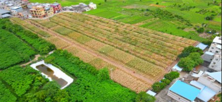 7月 元江“萬企興萬村”擦亮種業“芯”片166