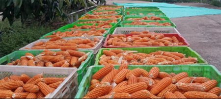 7月 元江“萬企興萬村”擦亮種業“芯”片719